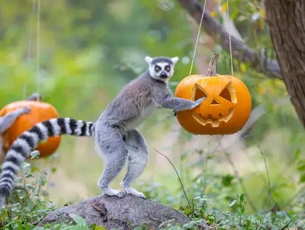 Helloween im Tierpark Berlin