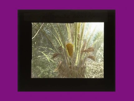 Collage unter Verwendung von: Robert Lohmeyer 1908, Fruchtstaude. Blüte der Ölpalme.