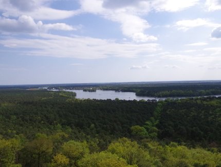 Blick auf den Müggelturm und das umgebende Waldgebiet