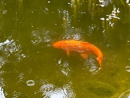 Goldkarpfen im Teich