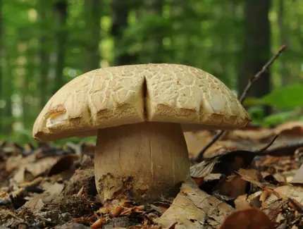 Pilz im Wald