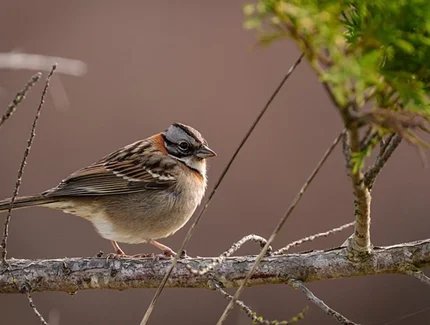 Vogel im Herbst