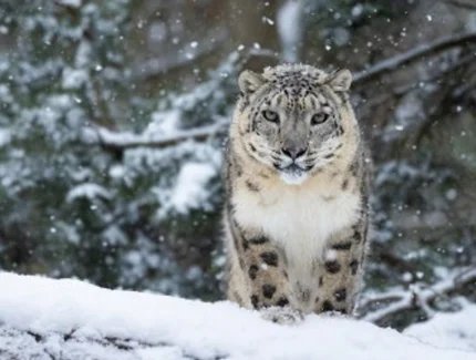 Advents- und Wintertouren im Tierpark Berlin
