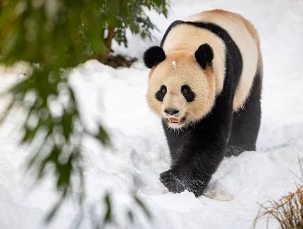 Advents- und Wintertouren im Zoo Berlin