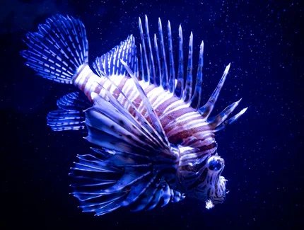 Taschenlampen-Tour für Familien im Aquarium Berlin