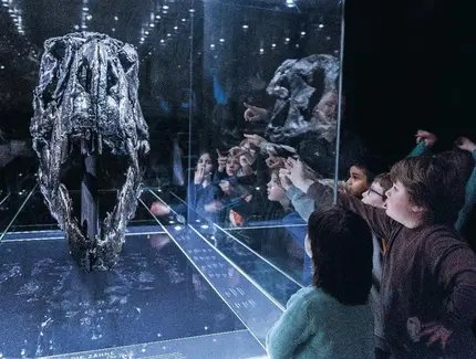 Tyrannosaurus Rex Schädel