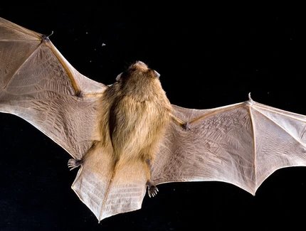 fliegende Fledermaus