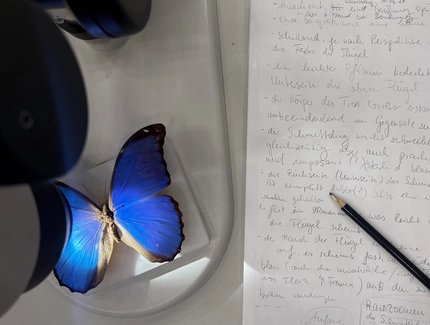 Leuchtend blauer Schmetterling unter dem Mikroskop neben handschriftlichen Notizen.
