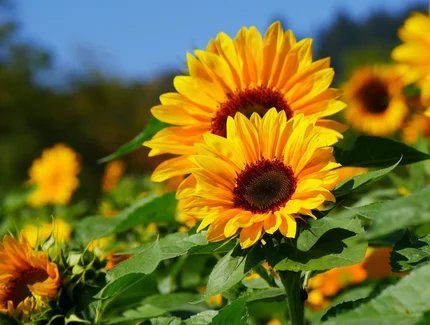 Sonnenblumen