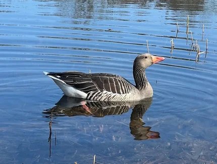 genid-66bd5bdb641047d8ad0a83edd26b83f523466984-b5