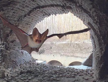 Fledermaus