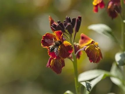 Biene auf einer Blüte