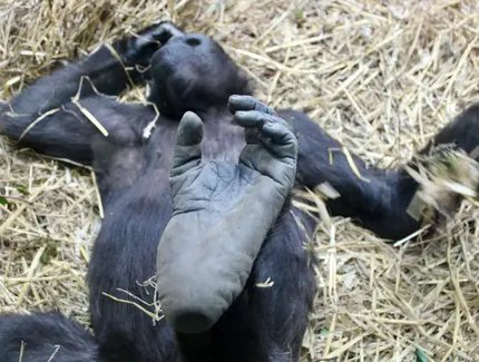 Westlicher Flachlandgorilla (weiblich) im Zoo Zürich 2024