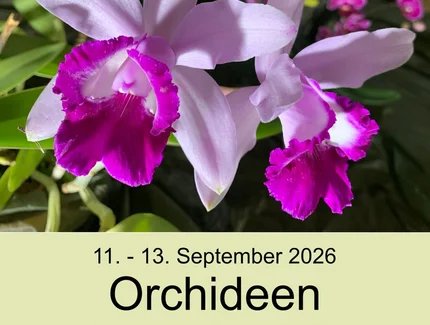 Orchideenausstellung im Neuen Glashaus des Botanischen Gartens