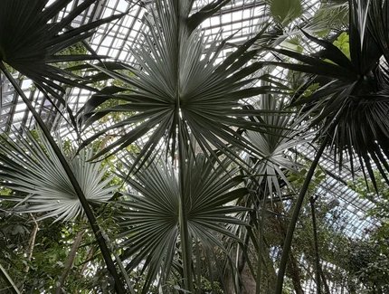 Palmen Tropenhaus