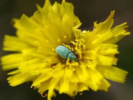 Sechs Beine, große Wunder - Wieseninsekten