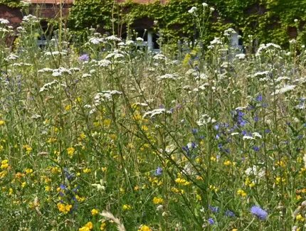 BO im Dialog – mit der Botanischen Beratungsstelle: Gemeinsam für Biodiversität