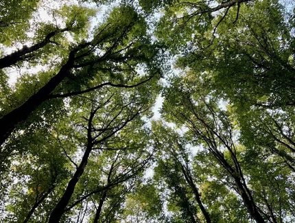 Was Bäume uns geben: Gesundheit, Resilienz und Wohlbefinden