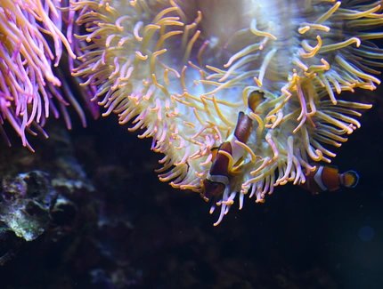 POOL – MOVEMENT ART FILM Festival Berlin