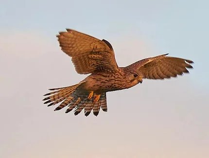 Die Zugzeit der Vögel