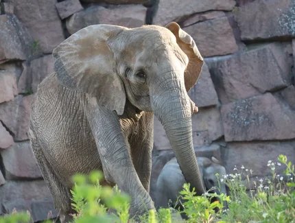 Afrikanischer Elefant im Tierpark Berlin