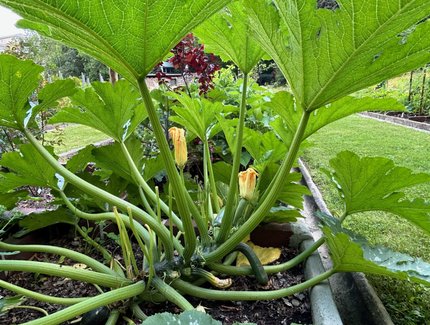 Süßes Obst, knackiges Gemüse und duftende Gewürze
