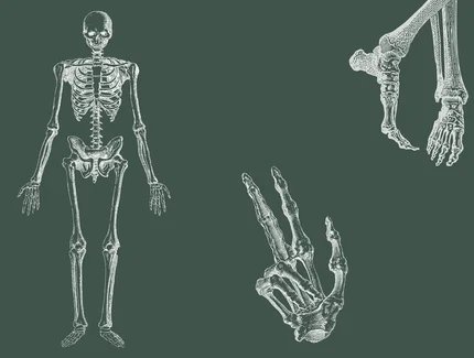  Anatomie von Kopf bis Fuß