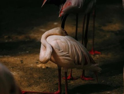 Kneeling Flamingo, 2026