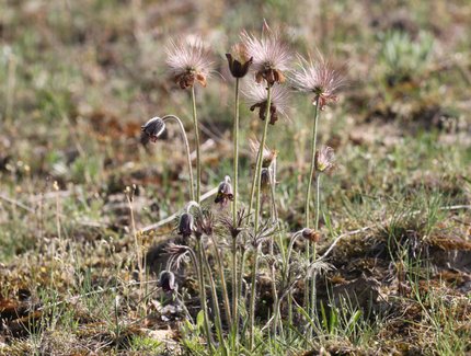 Wildpflanze