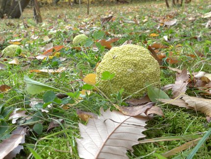 Botanischer Garten Berlin