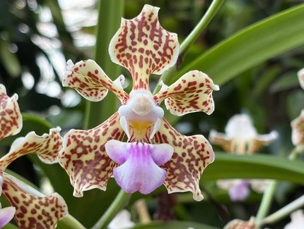 Orchidee im Botanischen Garten Berlin