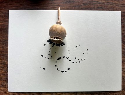 Öffentlicher Workshop: Kalligrafische Spuren in der Natur