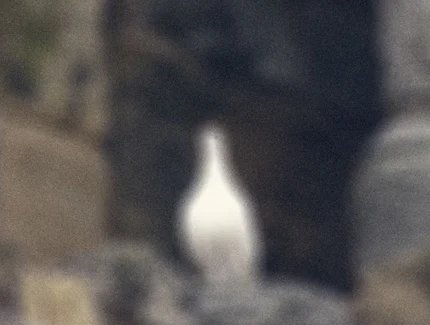 Unklare Aufnahme eines weißen Vogels vor einem felsigen, unscharfen Hintergrund.