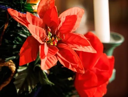 Schon vor zwei Jahrhunderten gehörte in bürgerlichen Berliner Familien ein geschmückter Weihnachtsbaum zum Fest.
