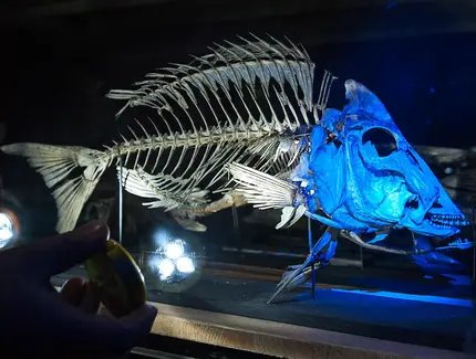 Skelett eines Fisches, beleuchtet von einer Taschenlampe