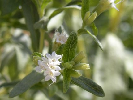 Blume im Botanischen Garten Berlin