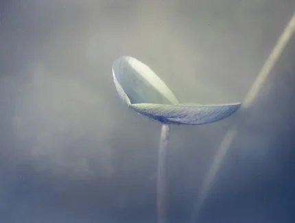 Ausstellungseröffnung Wabi Sabi – Eine fotografische Annäherung