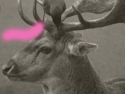 Deer-Bird Duo I, 2026