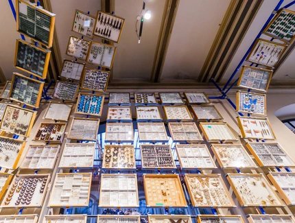 Insektenwand