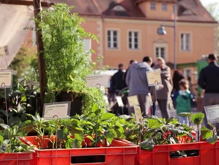 Berliner Staudenmarkt