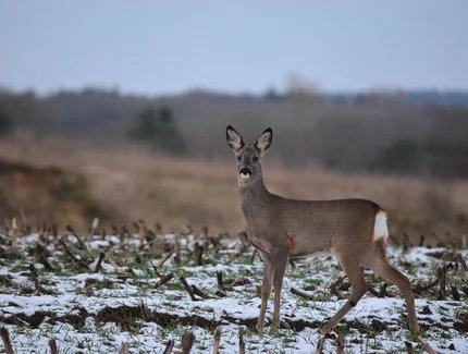 genid-f342301f14474fc8842de2d7e60cbf847166395-b11