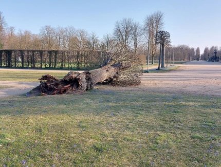 Umgestürzter Baum im Park Sanssouci