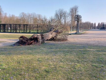 Umgestürzter Baum im Park Sanssouci © SPSG