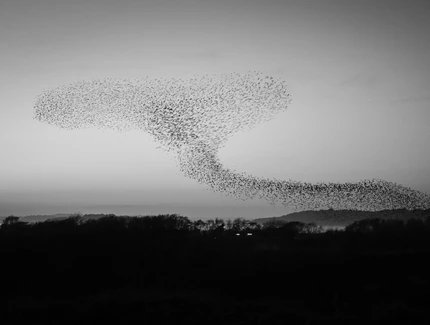Ein Vogelschwarm zieht über eine Landschaft bei Sonnenuntergang