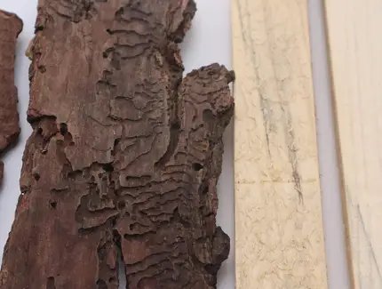Rinde und blau verfärbtes Holz einer vom Käfer befallenen Fichte