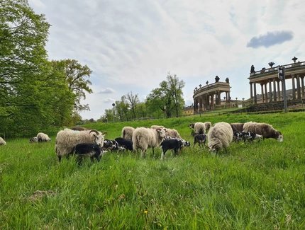 Schafe in Sanssouci – unterhalb der Kolonnaden von Schloss Sanssouci