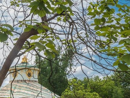 Trockenschäden Trompetenbaum am Chinesischen Haus