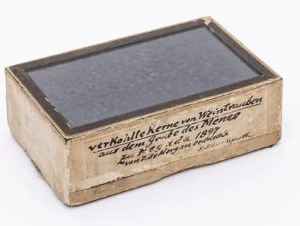Kartonschachtel mit dunklem Deckel und Aufschrift "verkohlte Kerne von Weintrauben aus dem Grabe des Menes zu Negada 1897 von J. de Morgan entdeckt, G. Schweinfurth".