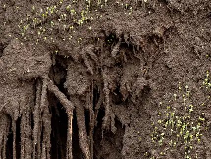 Delcy Morelos, Madre, Detail, 2025, Erde, Ton, Wasser, Holz, Metall, Jute Heu, Stroh Zimt, Nelken, Buchweizen, Chia-Samen, Tabak, Honig, Maße variabel. Ausstellungsansicht Hamburger Bahnhof – Nationalgalerie der Gegenwart, 11.7.2025 – 25.1.2026