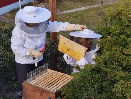 Ferienangebot Bienen-WBienen-Workshop orkshop Foto und © Undine Bragenitz